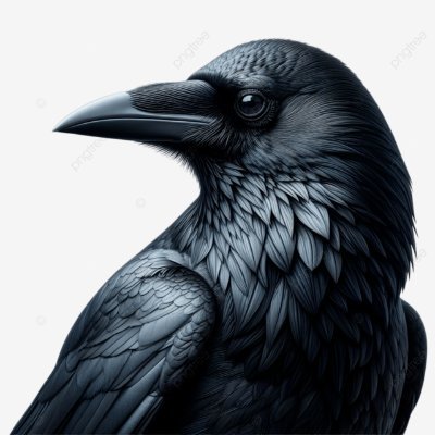 Welcome to @owl_gangs We share Daily #wol content,follow, we if you really love owl