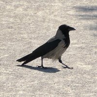 Alane Suhr (@alsuhr) 's Twitter Profile
