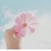 🌸🌸 (@thepuffyy) Twitter profile photo 🌸🌸 (@thepuffyy) Twitter profile photo