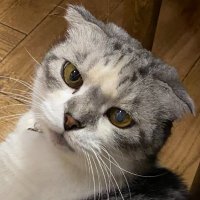 ネコ温泉♨ (@necoonsen) Twitter profile photo