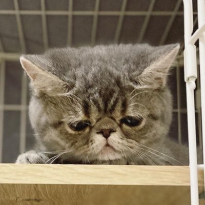 xElliexxx's profile picture. #猫アレルギーだけど猫飼ってます Xは見る専です🫢