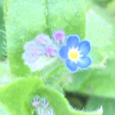 EmilyMcGregor4's profile picture. Likes nature & music. Would like treatment for ME/CFS