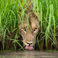 Nature is Amazing 🌱 (@wildlifescenes) Twitter profile photo