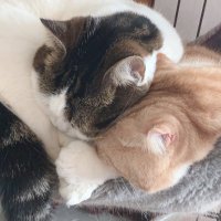 kaori (@xipkppg7aiytrdm) Twitter profile photo