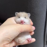 silly hamster(@sillyhamter) 's Twitter Profile Photo
