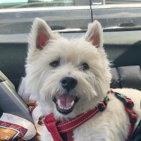 Benji The Westie(@BenjiCDNwestie) 's Twitter Profile Photo