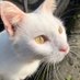 gumii (@gumlish) Twitter profile photo gumii (@gumlish) Twitter profile photo