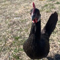 Brandon Jackson (@brandonj6809) 's Twitter Profile