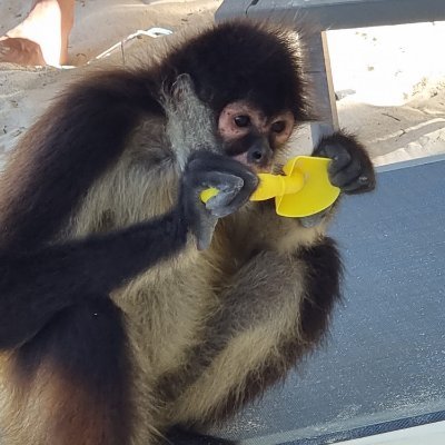 C7Ium's profile picture. 🧑‍💻ROBLOX Programmer, UI Designer