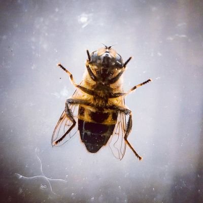 bearfootzak's profile picture. 