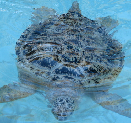 Mommy to two spunky kids, Turtle lovin', picture snappin', special ed teacher!