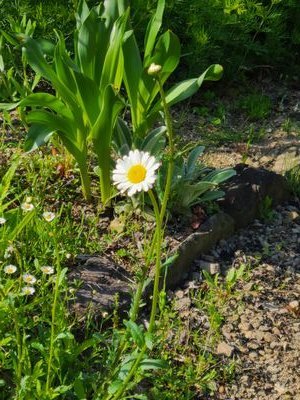 Yuna411109's profile picture. 細かいこと好き。パズルにミシン(ポーチ作りetc…)にミニチュアハウスにグルーデコ✨💍✨
絶賛ダイアモンドアート💎にドはまり中🤗
現在(R7.8)家族が急病で投稿出来なそうですが、みなさんの投稿は覗かせていただきます✨😌✨