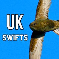 UKSwifts(@swifts_uk) 's Twitter Profile Photo