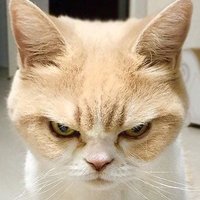 Simone (@cee4cat) 's Twitter Profile