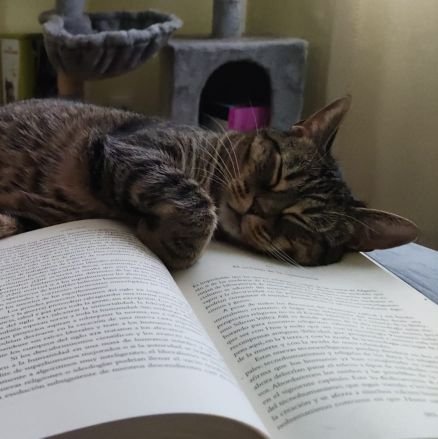 julentsn's profile picture. Gatets i comunisme