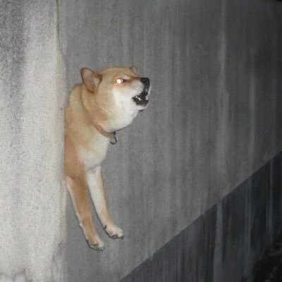 Summer__Crane's profile picture. won’t be around for much longer