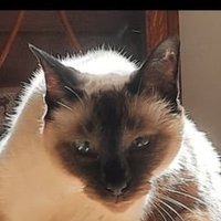 Dreeni ❤️ (@dreeni478824) 's Twitter Profile