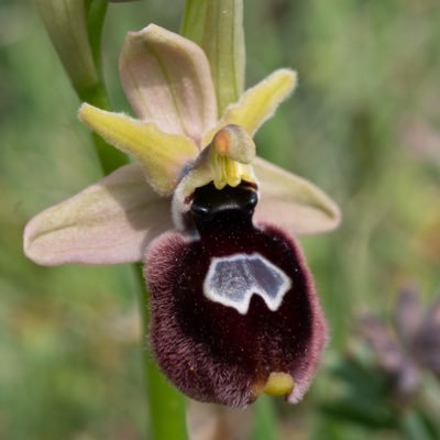Worldwide Orchids & Wildflowers Profile