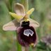 Worldwide Orchids & Wildflowers (@orchid_hunters) Twitter profile photo Worldwide Orchids & Wildflowers (@orchid_hunters) Twitter profile photo