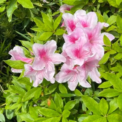 Q4KNjavygEvll6a's profile picture. 母と娘コンビでコントみたいにドタバタ 夫曰く、ママ似の性格、身長はパパ似かな？