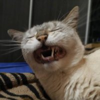 Ez Quizo (@ez_quizo) 's Twitter Profile