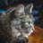 mainecoon_BESTY