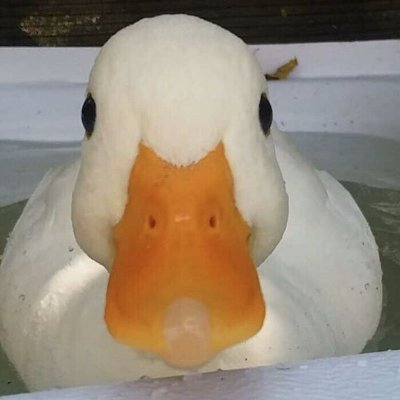 Ducky Dude 🔆