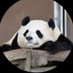 🇵🇸大熊猫2🏺不要🏺 (@8qo2M8In4A3096) Twitter profile photo