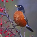 Robin Goolsby - @4xBirdKiller - Twitter