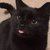 Black cats are not bad luck (@visualscat) Twitter profile photo Black cats are not bad luck (@visualscat) Twitter profile photo