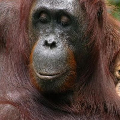 simio1993's profile picture. 