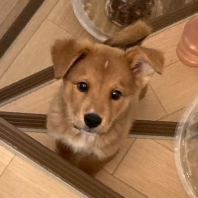 butagorilla_alc's profile picture. TOU3期生。情報マネジメント学部卒業。お友達いません泣 よろしくお願いします🥺 我家のわんちゃんです☺️勉強垢のつもりです！なんちゃってIT系通信制大学卒業（学士）→ITパスポート→情報セキュリティマネジメント取得。基本情報技術者試験勉強中です！！！