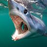 natedoggydog's profile picture. whale hunter