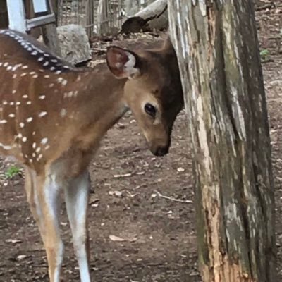 stupid idiot deer Profile