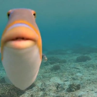 zha (astral plane sunfish)さんのプロフィール画像