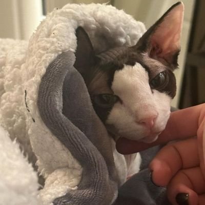 mooseupdates_'s profile picture. Updates on @ranboosaysstuff cat Moose and rting art of him