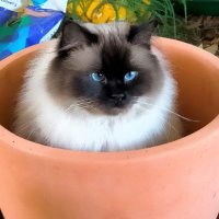 Kitt 🇺🇦🌱 #NAFOCatsDivision (@rareflowergrow) Twitter profile photo