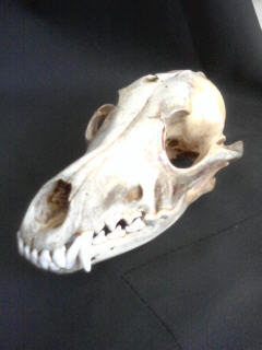 ParkerB85's profile picture. Wildlife biologist, dog trainer, Libertarian, yankee turned southerner by a good woman. I love politics and putting the smackdown on ignorant libtards.