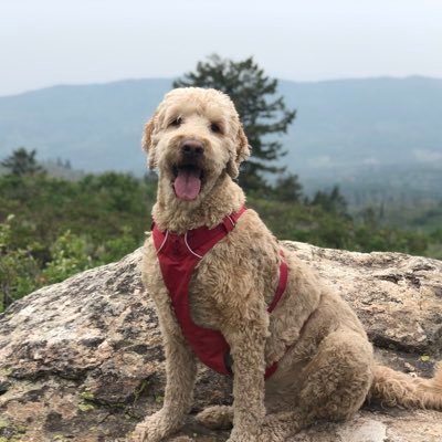 rhino_bets's profile picture. sports