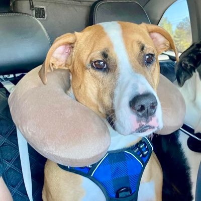 Rescue pup from the Az Humane Society. I’m just a little pup, full of energy, & I love my big brother @Gordo_Dog. love the Dallas Cowboys also!