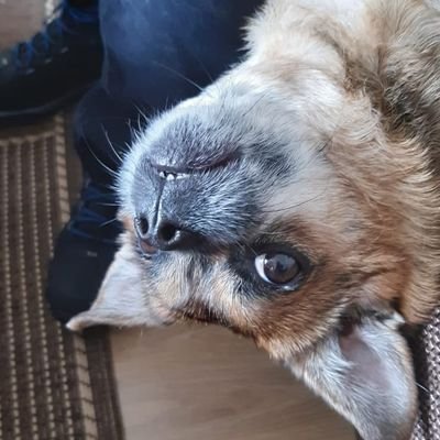 TeddyWestKirby1's profile picture. Hi I'm Teddy I live in West Kirby, like walks, toys, treats and and Scooby Doo balls 🐾🐕