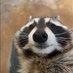 TrashPanda™ 🦝 (@strezovski) Twitter profile photo TrashPanda™ 🦝 (@strezovski) Twitter profile photo