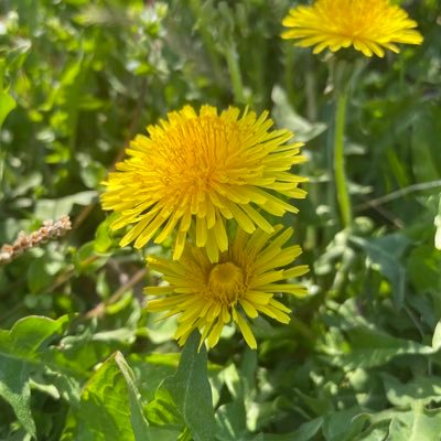 【教育×海外×子育て】国家資格キャリアコンサルタント|中高生キャリア教育・探求学習|営業得意|アジアで仕事🇰🇭|バイリンガル教育中8歳娘🧒|芽を積まない子育て|コーチング100名突破|歴史大好き|占星術•タロット好き|サバティカル期に情報リセット→SNS再開|ゆるゆる頑張ります