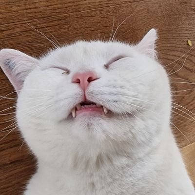 OlSuEb's profile picture. Doktor fizyki, geografi, geopolityki, matematyki i magister medycyny. Piękna, utalentowana i skromna matka Polka.