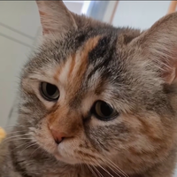 Web広告代理店勤務の困った猫です🐈 | デザイナー▶︎運用(NEW) | 運用に関して右も左もわからない状態なのでいつもアイコンの顔してます 😥| WEB広告に関してのお助け呟きよくしますので心優しい方の反応お待ちしております✨ | 無言フォローごめんなさい!