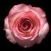 Lilly la Rose 🌹 (@lilly_la_rose) Twitter profile photo Lilly la Rose 🌹 (@lilly_la_rose) Twitter profile photo