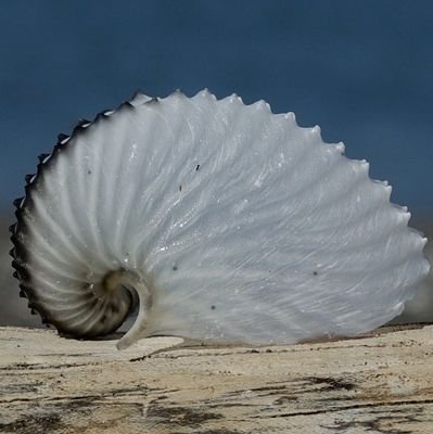 ビーチコーミングと海浜植物と海鳥好き。漂着物や海辺の生き物の観察。小さな生き物の強い生命力に憧れ、郷土愛強めでよく愚痴るヒト。
