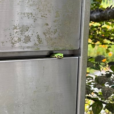 sukimafrog's profile picture. 