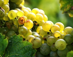 RieslingFriend's profile picture. Wijnblogger, blogt over #Riesling. En geniet er nog steeds van. Andere wijnen: gelieve zich NIET te onthouden. Muziek, internet, friends & family ⬅️