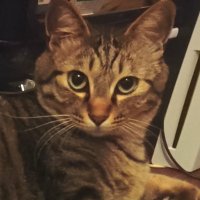 『しばき隊研究家』岡田晴道 (@okada122400) 's Twitter Profile Photo 『しばき隊研究家』岡田晴道 (@okada122400) 's Twitter Profile Photo